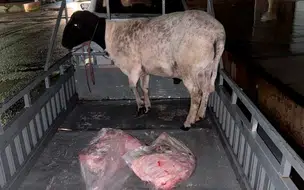 Dois homens são presos suspeitos de roubar animais e moto na zona rural de Paes Landim