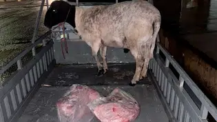 Dois homens são presos suspeitos de roubar animais e moto na zona rural de Paes Landim