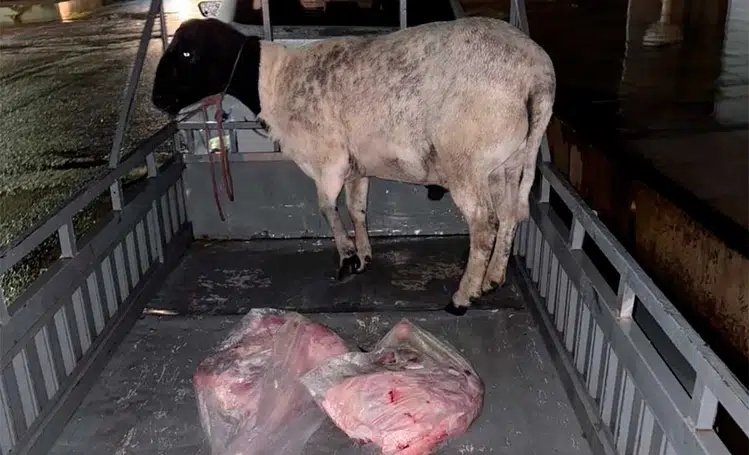 Dois homens são presos suspeitos de roubar animais e moto na zona rural de Paes Landim