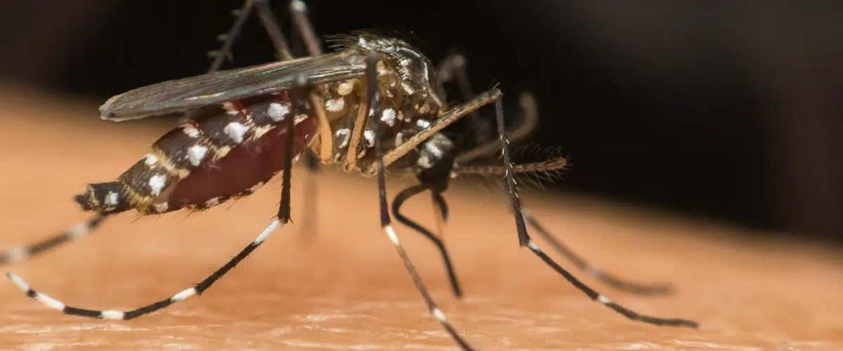 Piauí entra em alerta com dengue em 28 municípios e mais de 4 mil casos