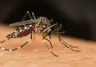 Piauí entra em alerta com dengue em 28 municípios e mais de 4 mil casos