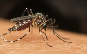 Piauí entra em alerta com dengue em 28 municípios e mais de 4 mil casos