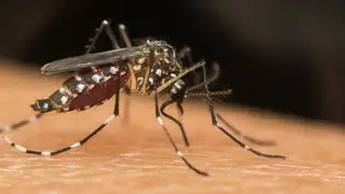 Piauí entra em alerta com dengue em 28 municípios e mais de 4 mil casos