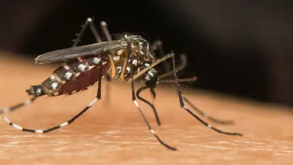 Piauí entra em alerta com dengue em 28 municípios e mais de 4 mil casos