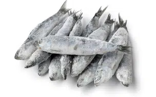 Anvisa determina recolhimento de lote de sardinha contaminada por Salmonella