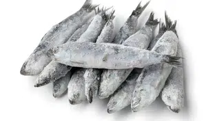 Anvisa determina recolhimento de lote de sardinha contaminada por Salmonella