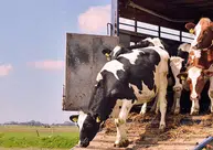 PRF flagra transporte de bovinos sem nota fiscal em duas ocorrências na BR-316, em Teresina