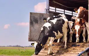 PRF flagra transporte de bovinos sem nota fiscal em duas ocorrências na BR-316, em Teresina
