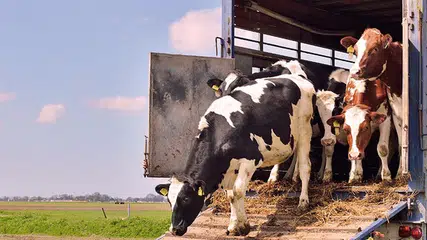 PRF flagra transporte de bovinos sem nota fiscal em duas ocorrências na BR-316, em Teresina