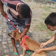 Confira os locais dos postos de vacinação antirrábica para etapa urbana neste sábado (9)