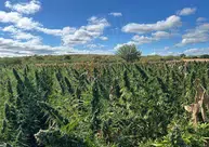 PF prende oito suspeitos durante erradicação de maconha em São Francisco de Assis do Piauí