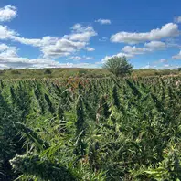 PF prende oito suspeitos durante erradicação de maconha em São Francisco de Assis do Piauí