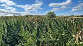 PF prende oito suspeitos durante erradicação de maconha em São Francisco de Assis do Piauí