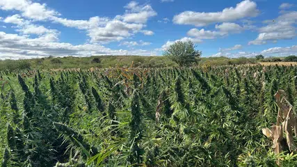 PF prende oito suspeitos durante erradicação de maconha em São Francisco de Assis do Piauí