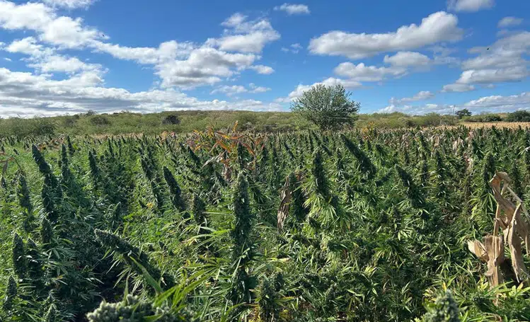 PF prende oito suspeitos durante erradicação de maconha em São Francisco de Assis do Piauí