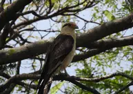 Pesquisa inédita da UFPI identifica 115 espécies de aves em Teresina