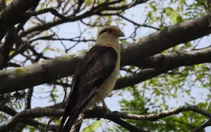 Pesquisa inédita da UFPI identifica 115 espécies de aves em Teresina