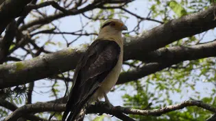 Pesquisa inédita da UFPI identifica 115 espécies de aves em Teresina