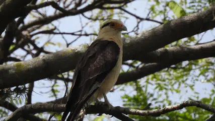 Pesquisa inédita da UFPI identifica 115 espécies de aves em Teresina