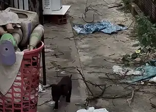 Piauí implanta protocolo inédito com drones e IA para investigar maus-tratos a animais