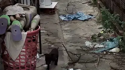 Piauí implanta protocolo inédito com drones e IA para investigar maus-tratos a animais