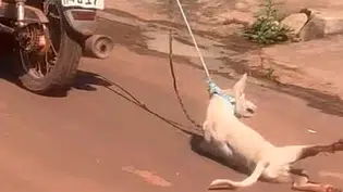 VÍDEO: Cachorro sendo arrastado por moto gera revolta em codó-MA