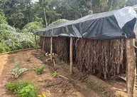 PF erradica plantação ilegal de maconha em Juazeiro do Piauí