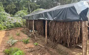 PF erradica plantação ilegal de maconha em Juazeiro do Piauí