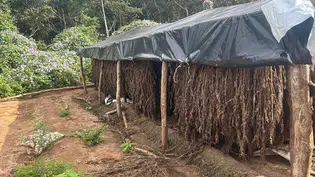 PF erradica plantação ilegal de maconha em Juazeiro do Piauí
