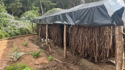PF erradica plantação ilegal de maconha em Juazeiro do Piauí