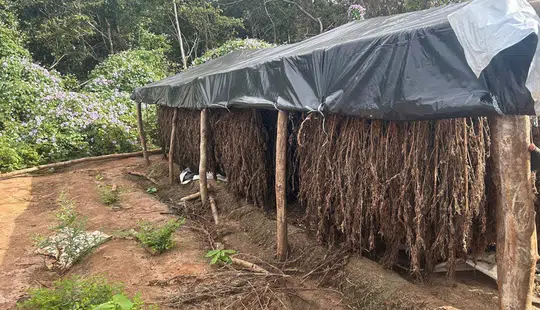 PF erradica plantação ilegal de maconha em Juazeiro do Piauí