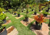 Viveiro de Plantas da Zona Leste de Teresina disponibiliza mudas gratuitas para a população