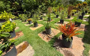 Viveiro de Plantas da Zona Leste de Teresina disponibiliza mudas gratuitas para a população