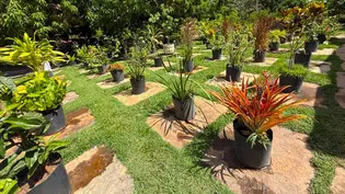 Viveiro de Plantas da Zona Leste de Teresina disponibiliza mudas gratuitas para a população