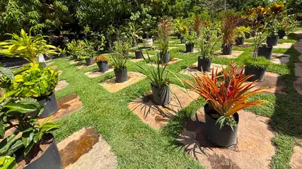 Viveiro de Plantas da Zona Leste de Teresina disponibiliza mudas gratuitas para a população