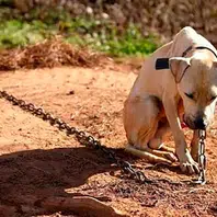 Aprovado em primeira votação PL que veda acorrentamento permanente de cães e gatos