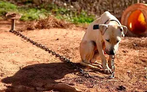 Aprovado em primeira votação PL que veda acorrentamento permanente de cães e gatos