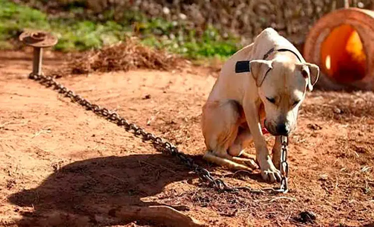 Aprovado em primeira votação PL que veda acorrentamento permanente de cães e gatos