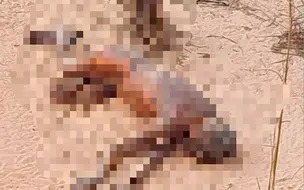 Corpo em avançado estado de decomposição é encontrado em matagal na zona Sul de Teresina