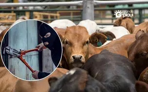 Alerta aos pequenos criadores de gado: cuidado com ligações e mensagens de falsos compradores