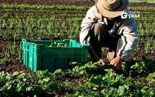 Prefeitura de Coivaras investe R$ 150 mil na agricultura familiar com novo edital do PAA