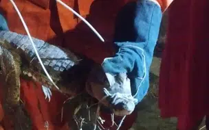 Defesa Civil realiza resgate seguro de jacaré no Vale do Gavião, em Teresina