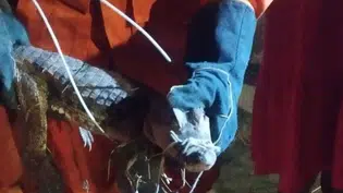 Defesa Civil realiza resgate seguro de jacaré no Vale do Gavião, em Teresina