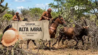 Coivaras terá grande disputa de pega de boi na moita com música ao vivo em setembro