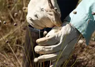 Pesquisadores encontram plantas consideradas extintas há 30 anos