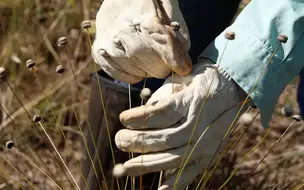 Pesquisadores encontram plantas consideradas extintas há 30 anos