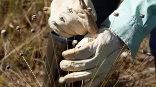 Pesquisadores encontram plantas consideradas extintas há 30 anos