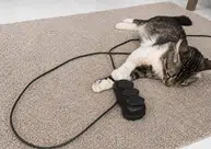 Equatorial Piauí orienta como proteger pets de acidentes com energia elétrica em casa