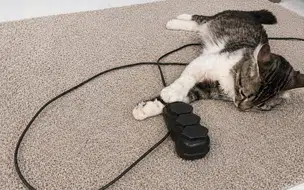 Equatorial Piauí orienta como proteger pets de acidentes com energia elétrica em casa