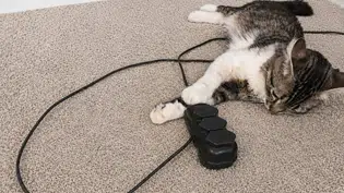 Equatorial Piauí orienta como proteger pets de acidentes com energia elétrica em casa